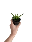 Sansevieria Francisii - S