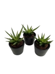 Sansevieria Francisii - S