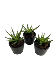 Sansevieria Francisii - S
