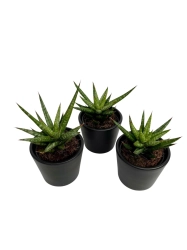 Sansevieria Francisii - S