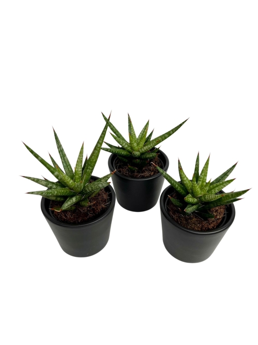 Sansevieria Francisii - S