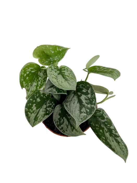 Scindapsus pictus Silvery Ann - M