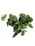 Scindapsus pictus Silvery Ann - M