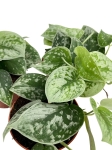 Scindapsus pictus Silvery Ann - M