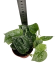 Scindapsus pictus Silvery Ann - M