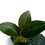 Ludisia discolor var. dawsionana 