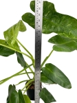 Philodendron Jose Buono - XL