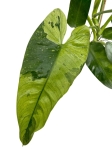 Philodendron Jose Buono - XL