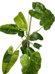 Philodendron Jose Buono - XL