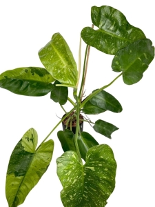 Philodendron Jose Buono - XL 