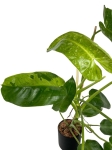Philodendron Jose Buono - XL