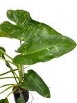 Philodendron Jose Buono - XL