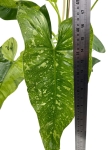 Philodendron Jose Buono - XL