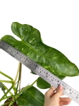 Philodendron Jose Buono - XL