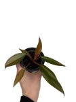 Philodendron Lisa / Majesty - S