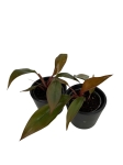 Philodendron Lisa / Majesty - S
