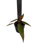 Philodendron Lisa / Majesty - S