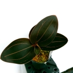Ludisia discolor var. dawsionana 