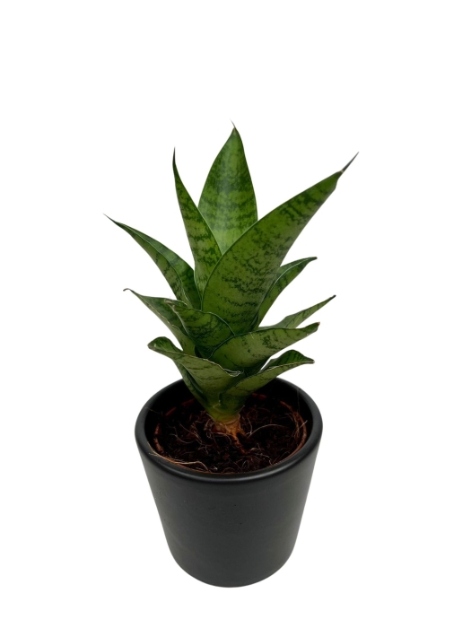 Sansevieria Tough Lady