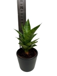 Sansevieria Tough Lady