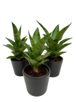 Sansevieria Tough Lady