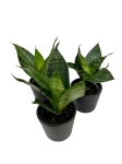 Sansevieria 'Green Hahni'