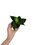 Sansevieria 'Green Hahni'