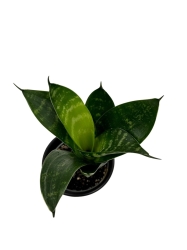 Sansevieria 'Green Hahni'