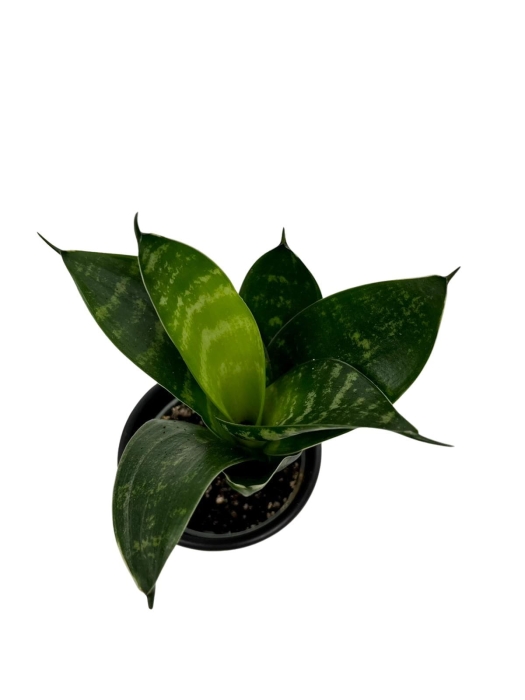 Sansevieria 'Green Hahni'