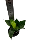 Sansevieria 'Green Hahni'