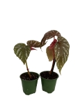 Begonia brevirimosa - S