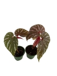 Begonia brevirimosa - S