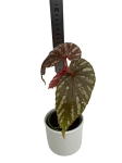 Begonia brevirimosa - S
