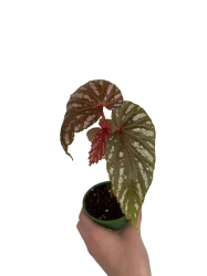 Begonia brevirimosa - S