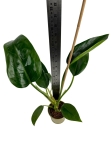 Philodendron golden princess