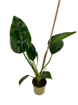 Philodendron golden princess