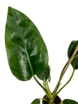 Philodendron golden princess
