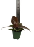 Philodendron Mc Colleys Finale - S