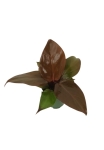 Philodendron Mc Colleys Finale - S