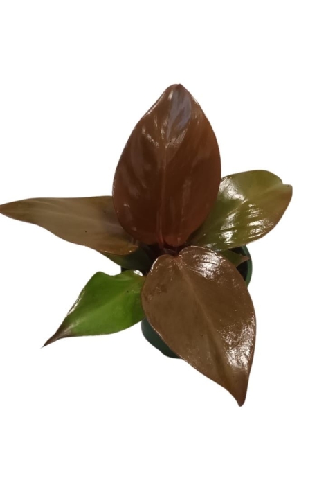 Philodendron Mc Colleys Finale - S