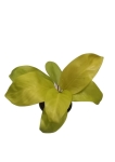 Philodendron Lemon Lime / Malay Gold - M