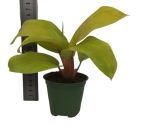 Philodendron Lemon Lime / Malay Gold - M