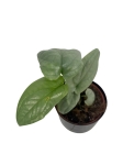 Amydrium Medium Silver - S