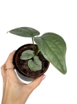 Amydrium Medium Silver - S