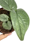 Amydrium Medium Silver - S