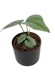 Amydrium Medium Silver - S