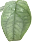 Amydrium Medium Silver - S