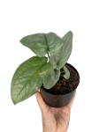 Amydrium Medium Silver