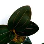 Ludisia discolor var. dawsionana 