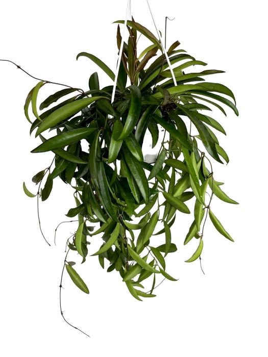 Hoya longifolia 'China beans' - L